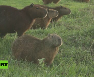 Capibaras se apoderan en Bolivia de un club de golf en medio de la pandemia