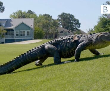 The Alligators taking over America's golf courses - BBC