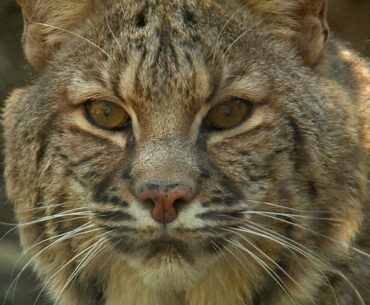 Bobcat City - Studying Urban Cats - Texas Parks and Wildlife [Official]