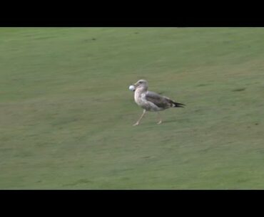 Seagull steals Colin Montgomerie’s golf ball at Nature Valley First Tee Open