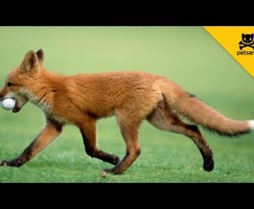 A Fox Steals A Man's Golf Ball And Has The Time Of His Life!