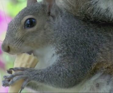 Meet Putter: the ice cream eating, golf playing squirrel!