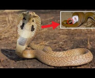 !!Wow??Hybrid Cobra killing a Rat!! Snake feeding his food !!