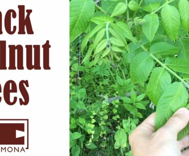 A Walk Through Walnut Grove (Identifying Black Walnut Trees)