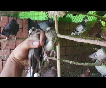pigeon vs 2 dove || Rescued one more baby dove || 2 baby dove lived with pigeon in same loft