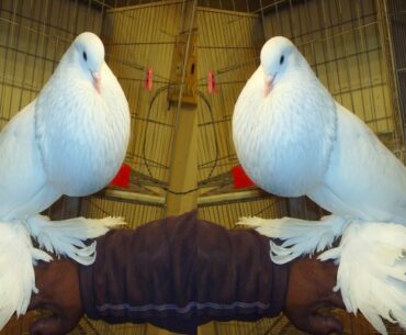Top 5 Amarican Biggest Fancy  Putter Pigeon || ফেন্সি পটার কবুতর