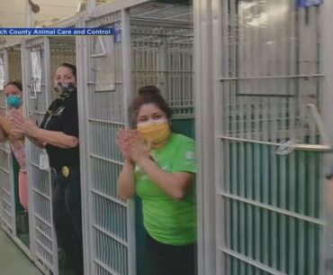 South Florida Animal Shelter Empty For First Time Ever