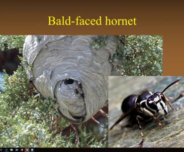 Basics on nuisance wasps in Wyoming and control tactics