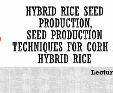 Lecture 3. Hybrid Rice Seed Production. PBG 302.