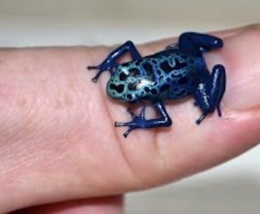 When Poison Dart Frogs Attack