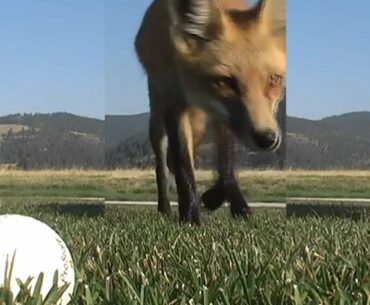 Fox steals many golf balls. Funny fox vines