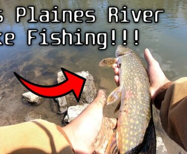 Fishing the Des Plaines River for Some POST-SPAWN PIKE!!!