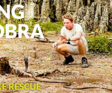 KING COBRA RESCUE & OTHER SNAKES ft. Sumatra Ecoproject