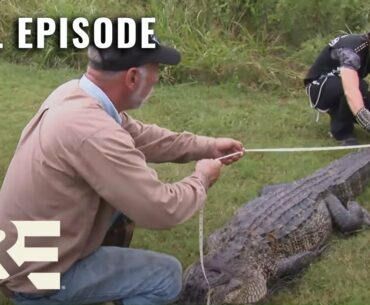 Billy the Exterminator: 9.5 Foot Alligator! - Full Episode (S2, E19) | A&E