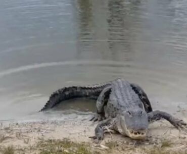 Gator eats player's golf ball on Florida golf course