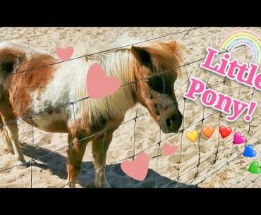 Aussie Little Pony 🇦🇺