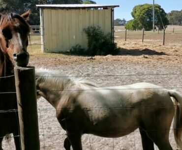 Huge Horses 🇦🇺