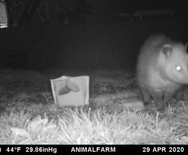 Possum eating dates from a bag - Part 5