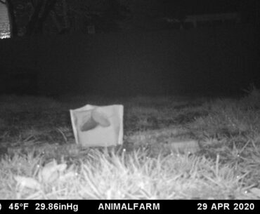 Possum eating dates from a bag - Part 6