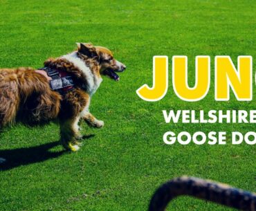 Meet Juno, Wellshire's Goose Dog | Tee Time