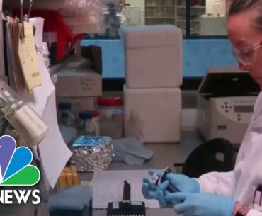 Watch Full Coronavirus Coverage - April 29 | NBC News Now (Live Stream)