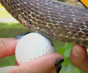 Snake Eats a Golf Ball!