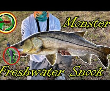 Monster Freshwater Snook Caught On Artifical NEW PB!! (Savage Gear Pulsetail Mullet)