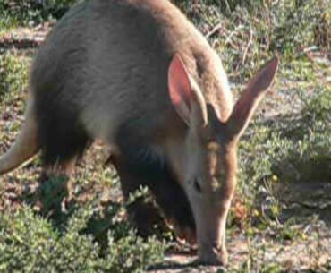 RARE footage of an Aardvark Feeding in the open