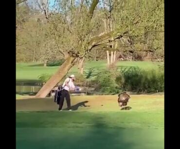 Golfer Has Interruption When Turkey Comes On Course When He's Trying To Take Shot On Course