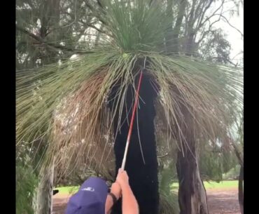 Golf Rules - Ball Stuck in Tree