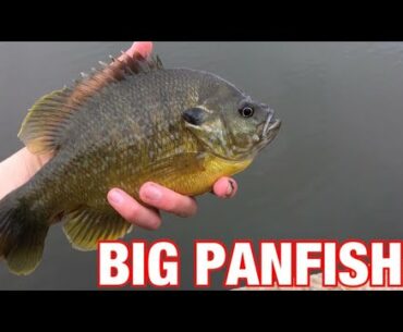 Fishing Golf Course Ponds for Big Panfish!