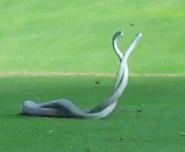 WATCH: Two of World's Deadliest Snakes Battle on Golf Course | National Geographic