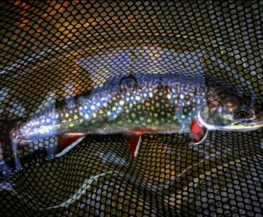 Wild Brook Trout Fishing