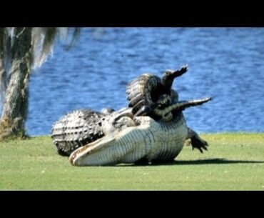 Alligators fight on Florida golf course