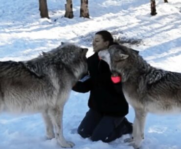 A Woman’s Encounter With Two Giant Wolves In The Woods Leads To An Unforgettable Adventure