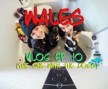 Kinging-It Vlog Ep. 10: T-shirts | Posting (sort of) | Walking and bathing the dogs