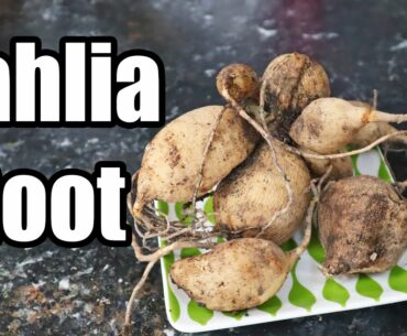 DAHLIA ROOT : A Root That Tastes Like Potatoes and Flowers! - Amazing Plants