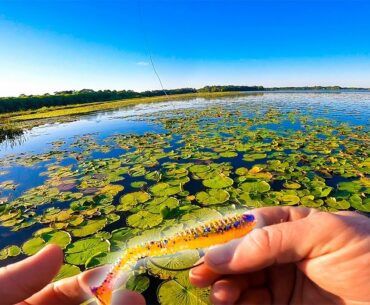 Catching BIG Bass in THICK Lily Pads! Big Bass Topwater Blowups!