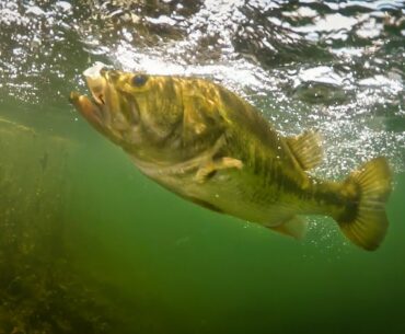 Insane Underwater Footage!! Bass Eating Jerkbaits + Fishing Tips!