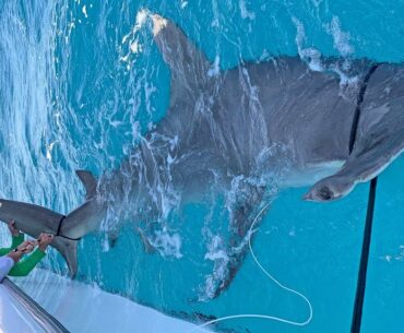 MASSIVE World Record Size Hammerhead Shark Caught Fishing with Greg Norman