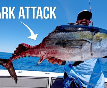 Shark Attacks our Giant Tuna
