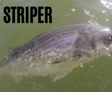 Chickamauga Dam Striper - Catching a BIG STRIPER on 6 LB LINE