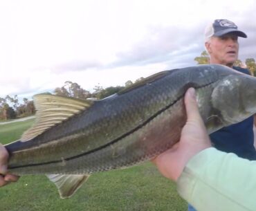 EPIC largemouth and snook fishing in golf course ponds!