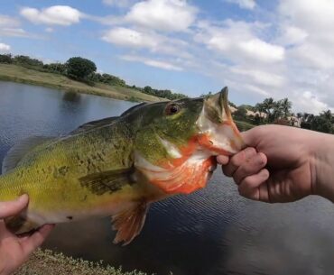 INSANE SURPRISE FISH from South Florida Golf Course Ponds!! (Wellington, Florida)