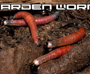 Fly Tying Garden Worm - AP Fly Tying