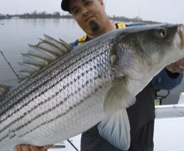 How to catch Stripers with a very simple rig that makes a HUGE difference! Striped Bass fishing