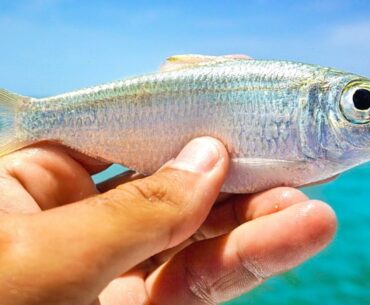 Fishing with Live Pilchards to Catch Mangrove Island Snook