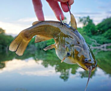 Using TINY CATFISH To Catch CREEK MONSTERS!!! (Biggest Of The Year)