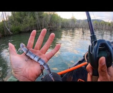 Fishing a Baby Rattlesnake around Trees