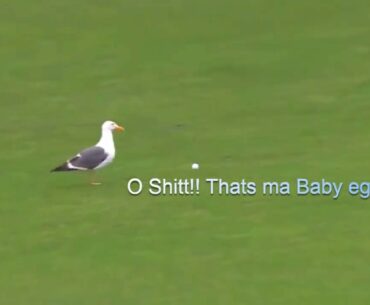 An angry Seagull takes up golf ball - PGA tour 2019